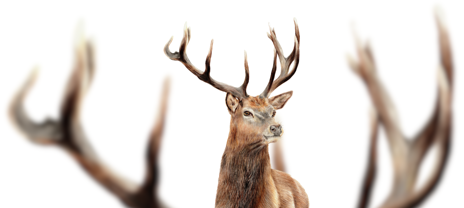 Stag Themed Country Gifts