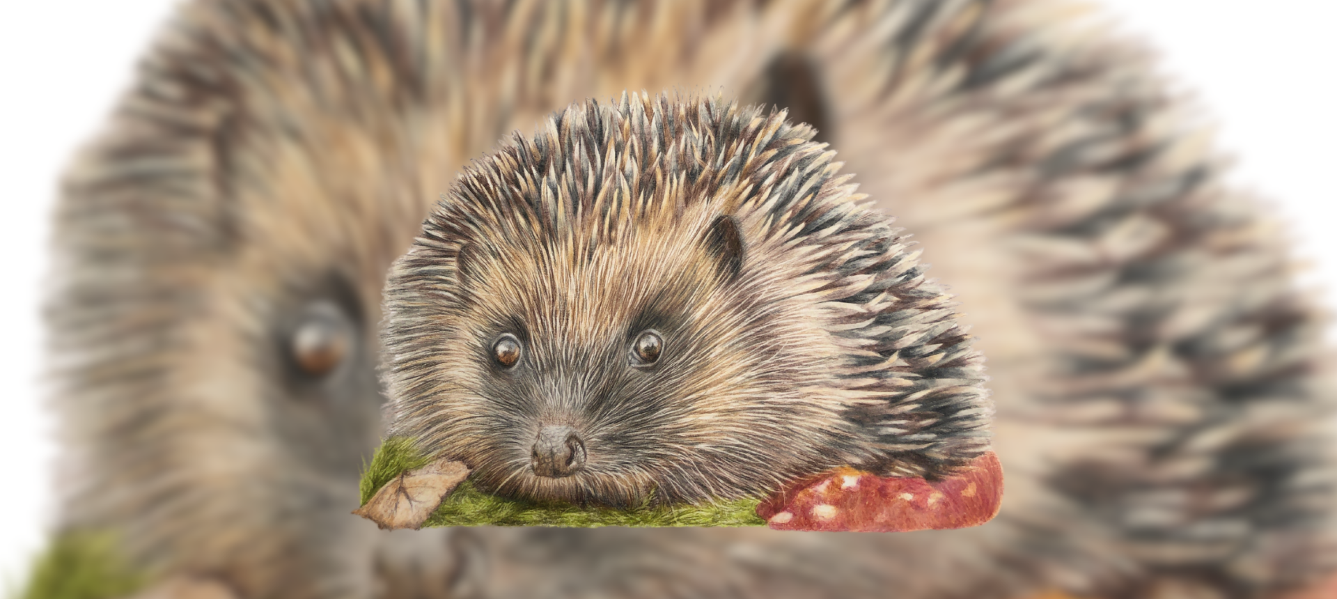 Hedgehog Themed Country Gifts