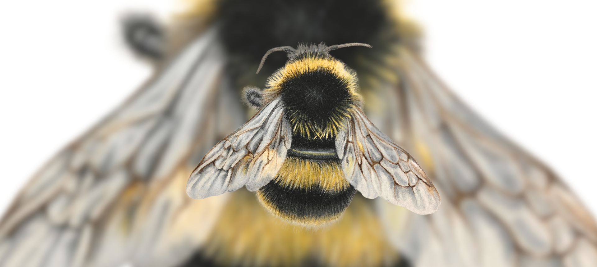 Bumble Bee Themed Country Gifts