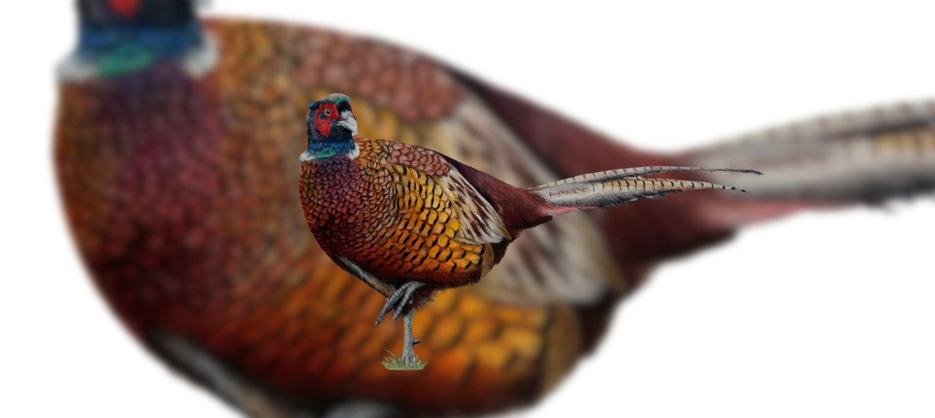 Pheasant Themed Country Gifts