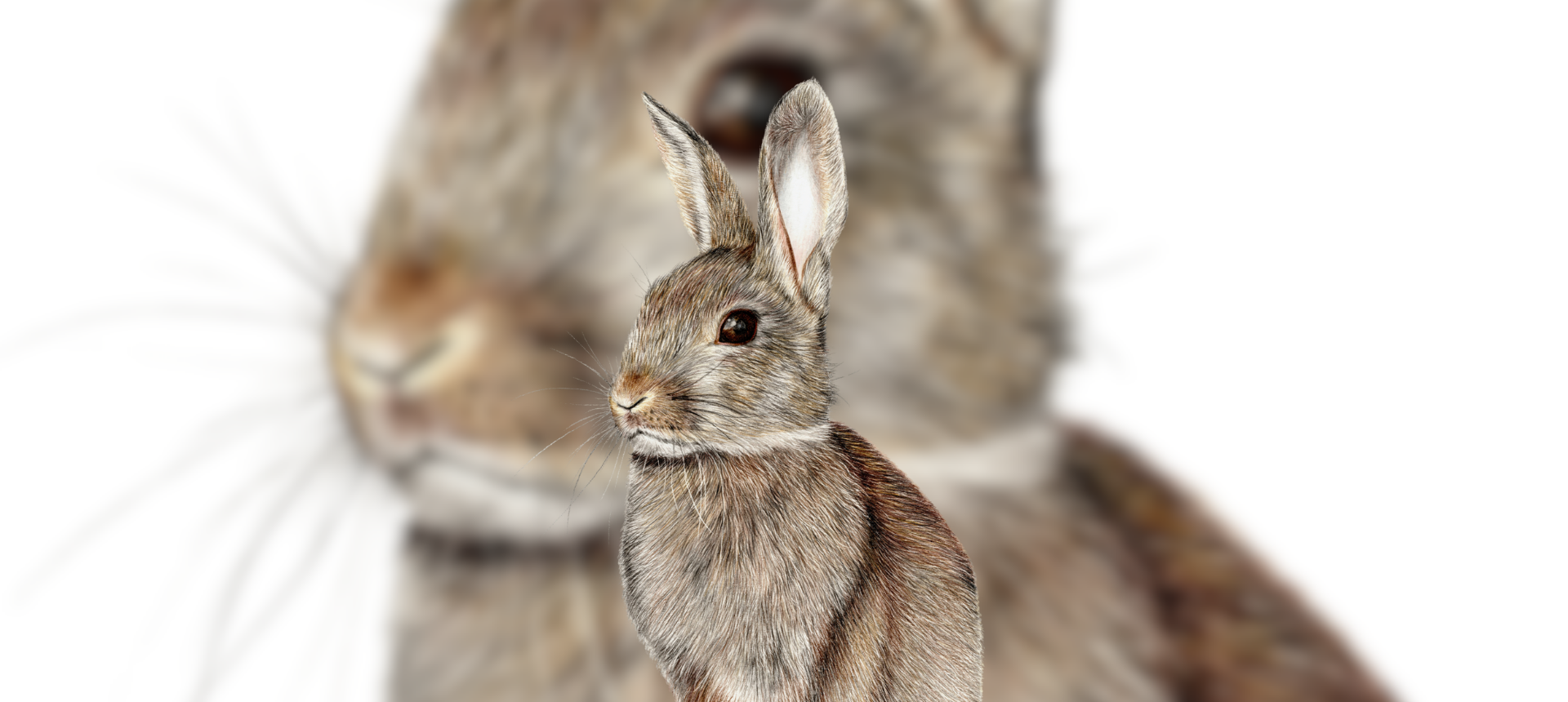 Rabbit Themed Country Gifts