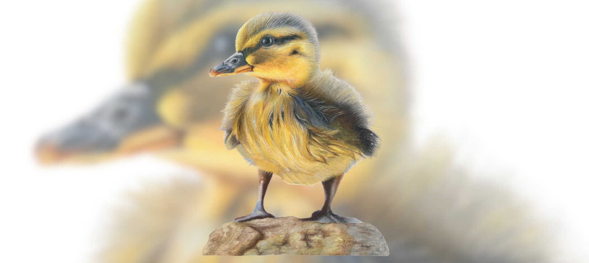 Duck Themed Country Gifts