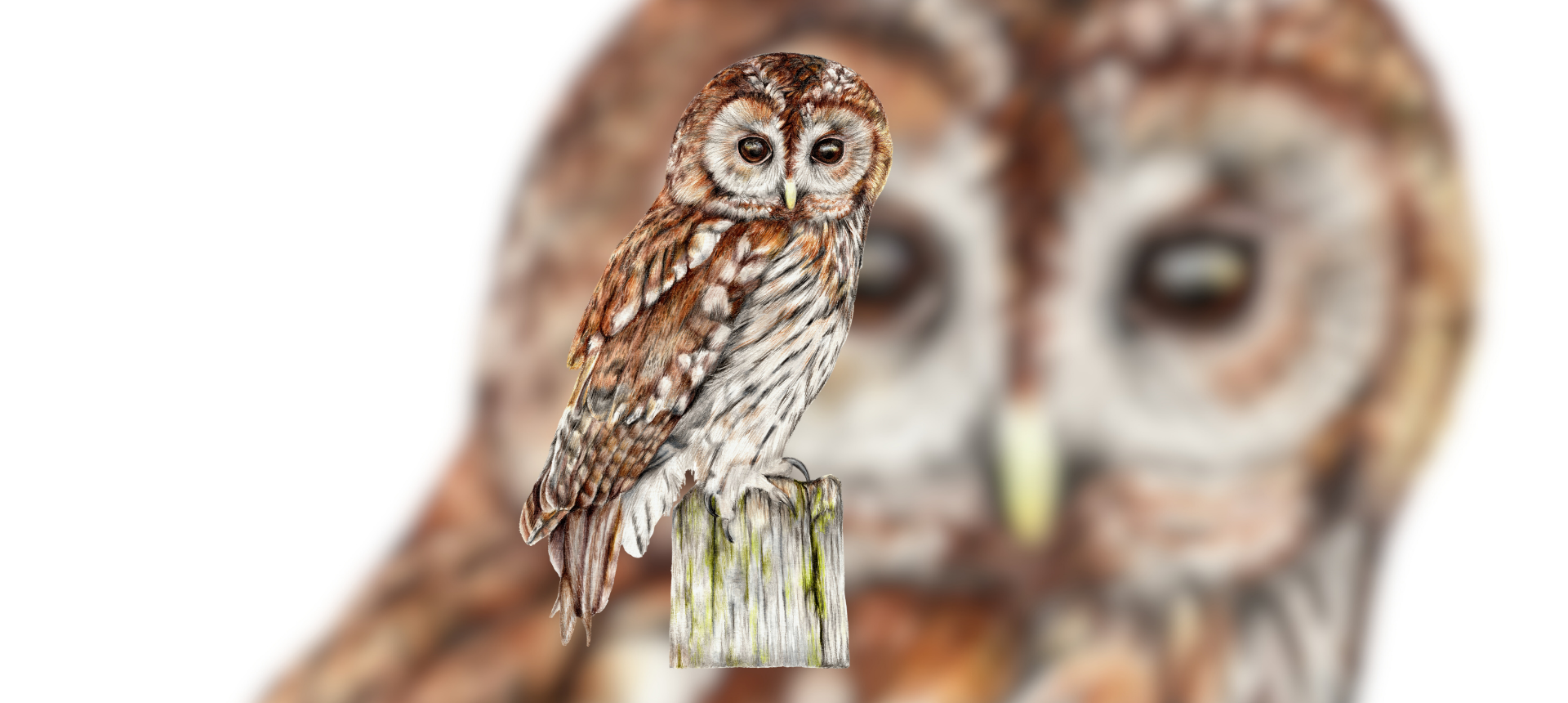 Owl Themed Country Gifts