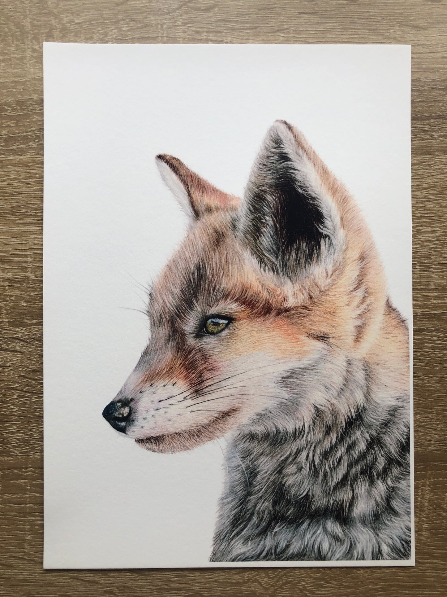 British Wildlife - Fox Cub 