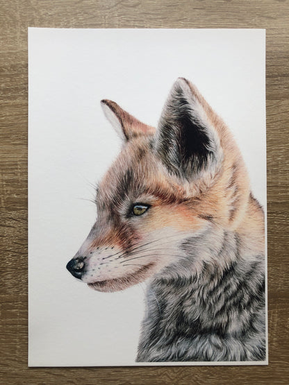 British Wildlife - Fox Cub 