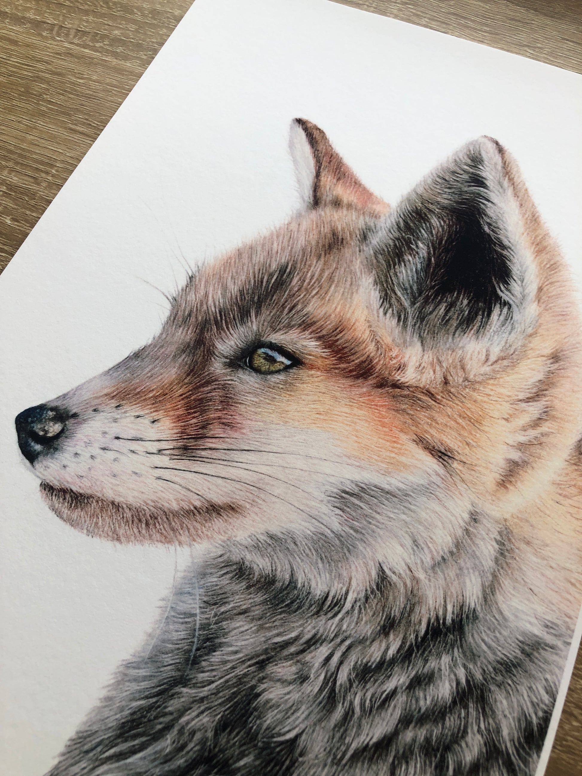 Fox Cub Print - British Wildlife