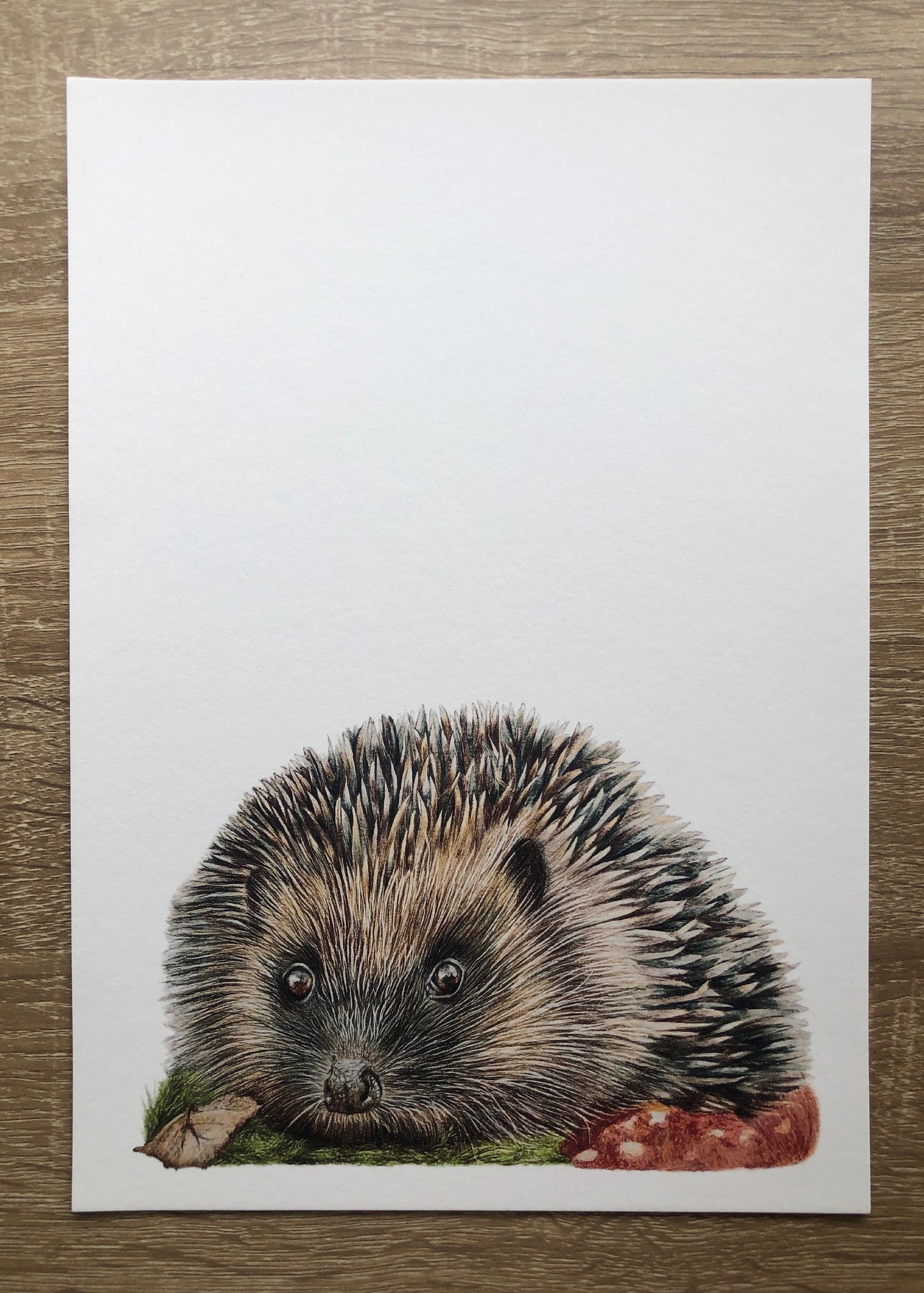 close up of a hedgehog fine art print