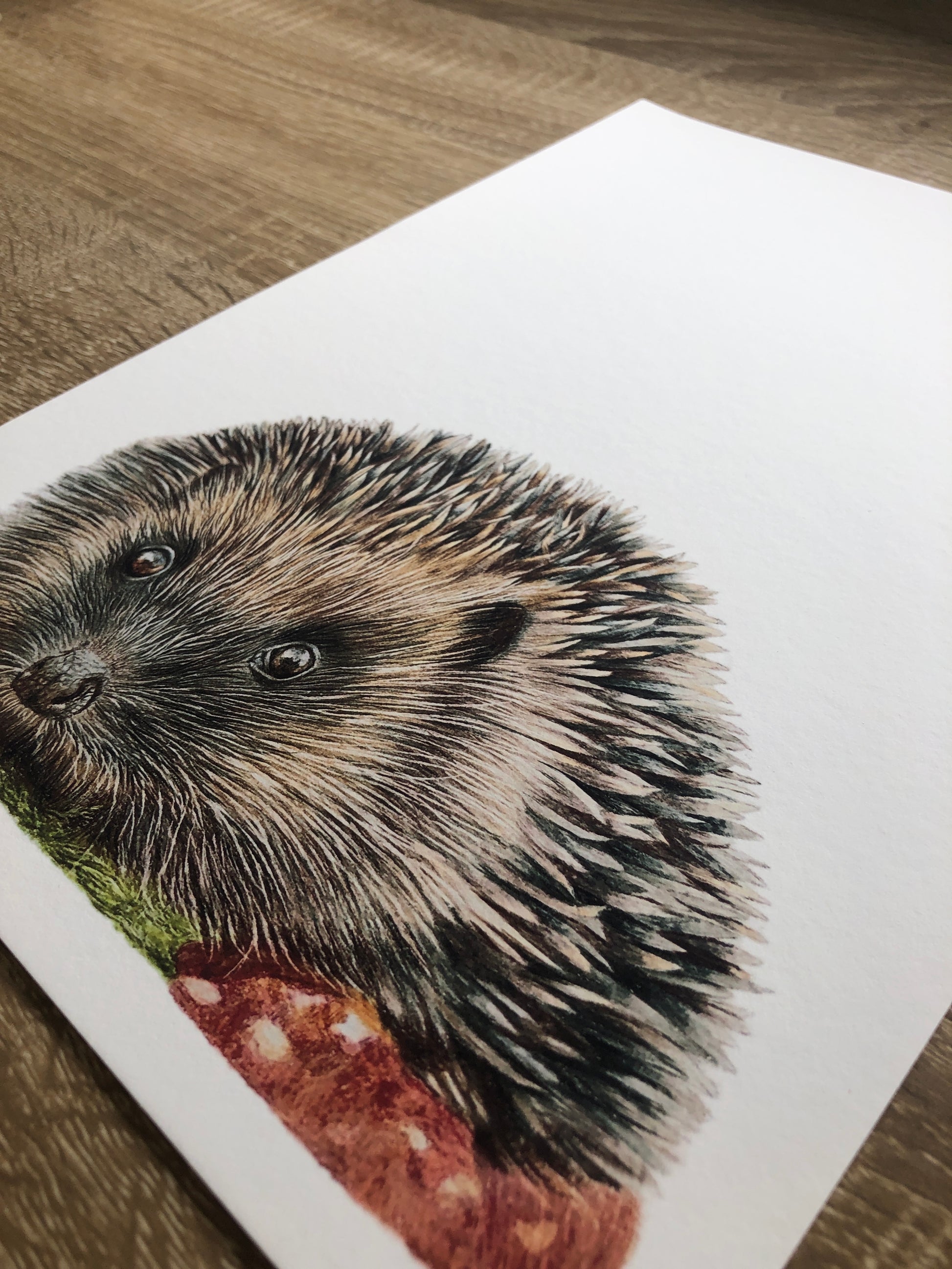 british wildlife - close up of a hedgehog fine art print