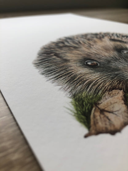 close up of a hedgehog - British wildlife 