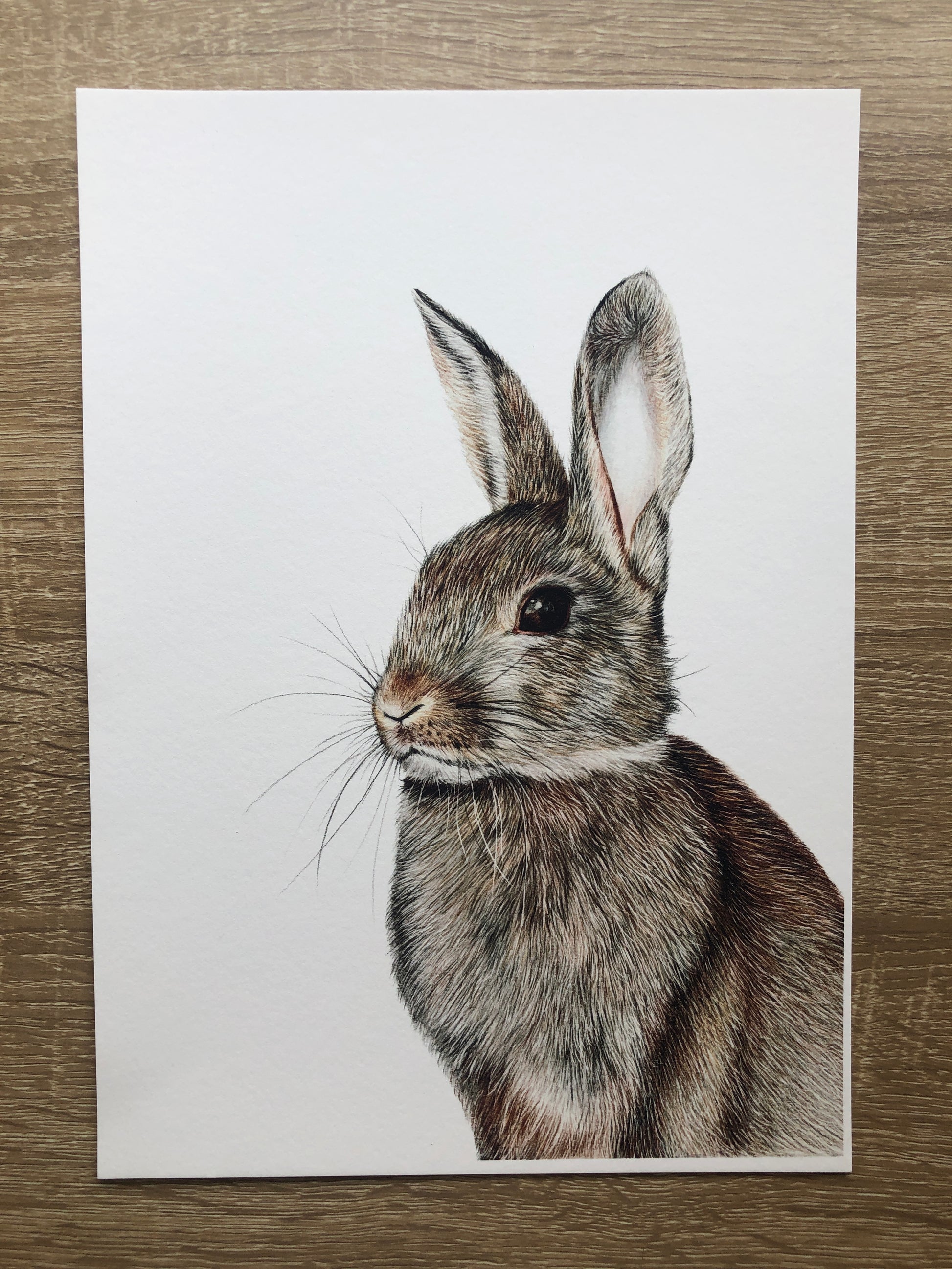 lovely british wildlife rabbit print