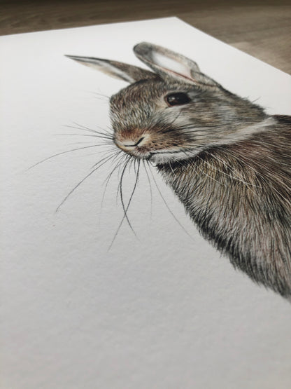 british wildlife rabbit print close up