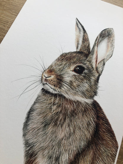 Rabbit print - british wildlife 