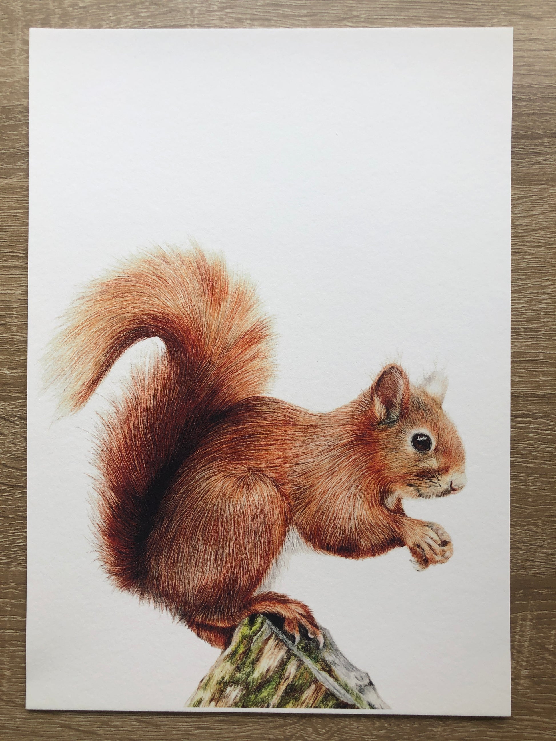 Red Squirrel - British Wildlife Fine Art