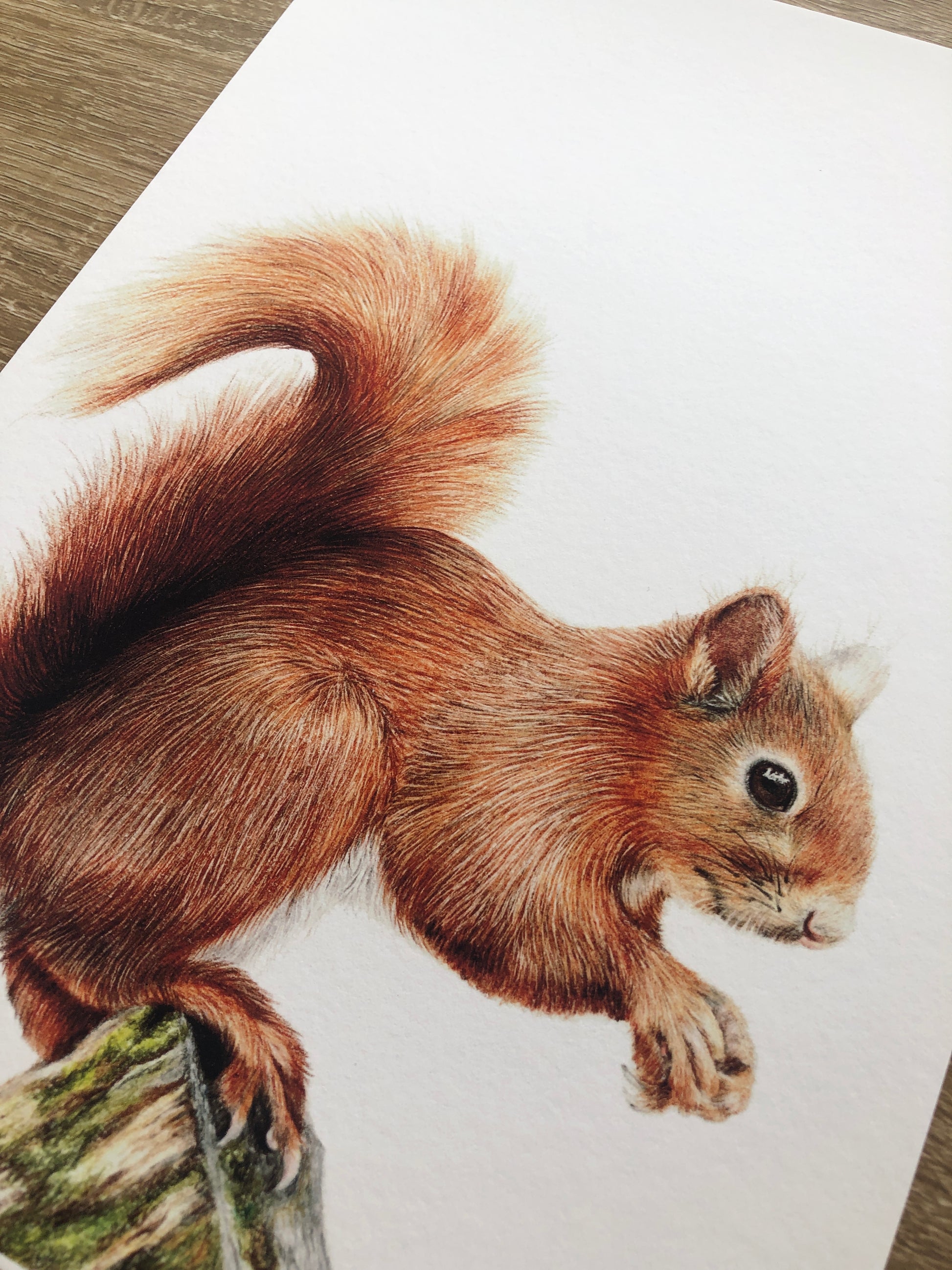 Wildlife Art - Red Squirrel 
