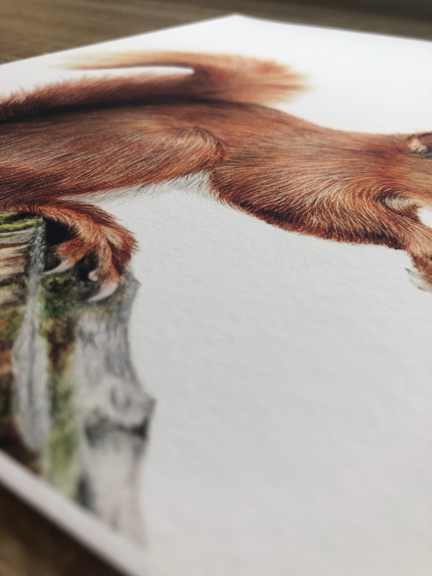 Red Squirrel Close up - British Wildlife Prints