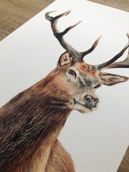 Stag Print - part of the British Wildlife series
