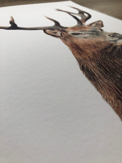 Close up of Stag - Print 