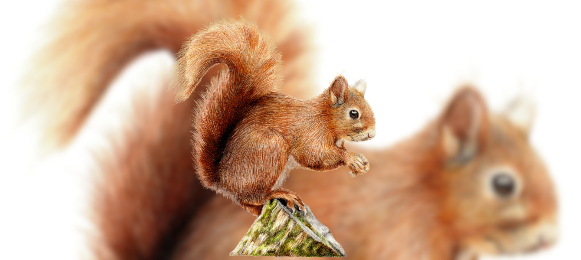 Squirrel Themed Country Gifts