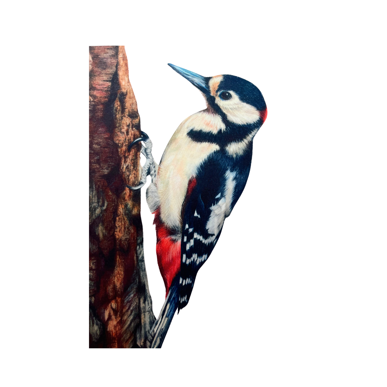 Woodpecker Fine Art Print on Paper