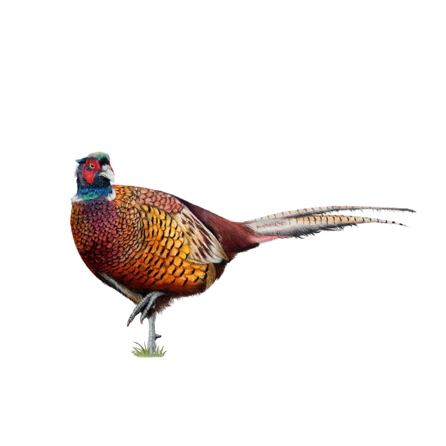 Pheasant Field Sport Fine Art Print on Paper