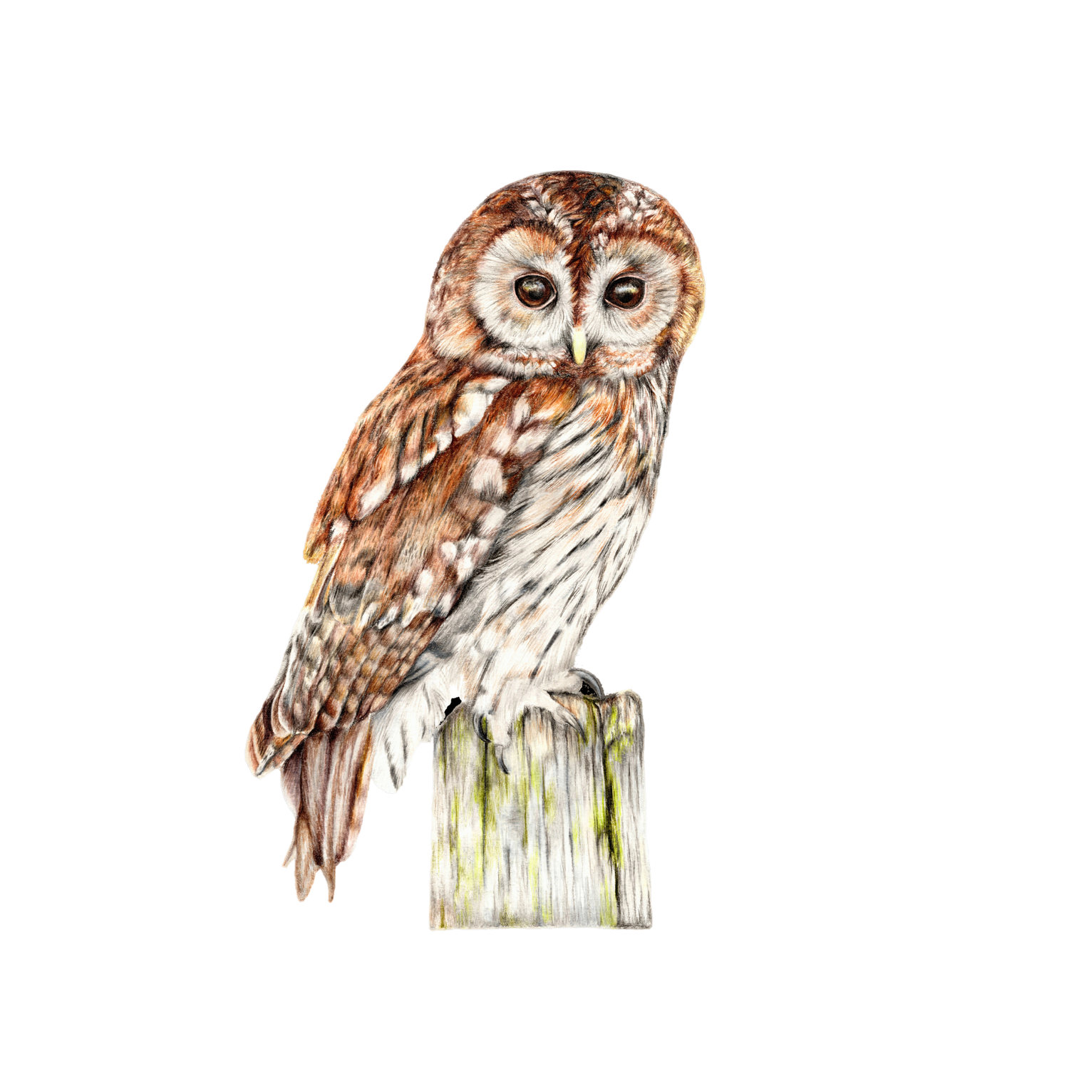 The Tawny Owl Fine Art Print on Paper