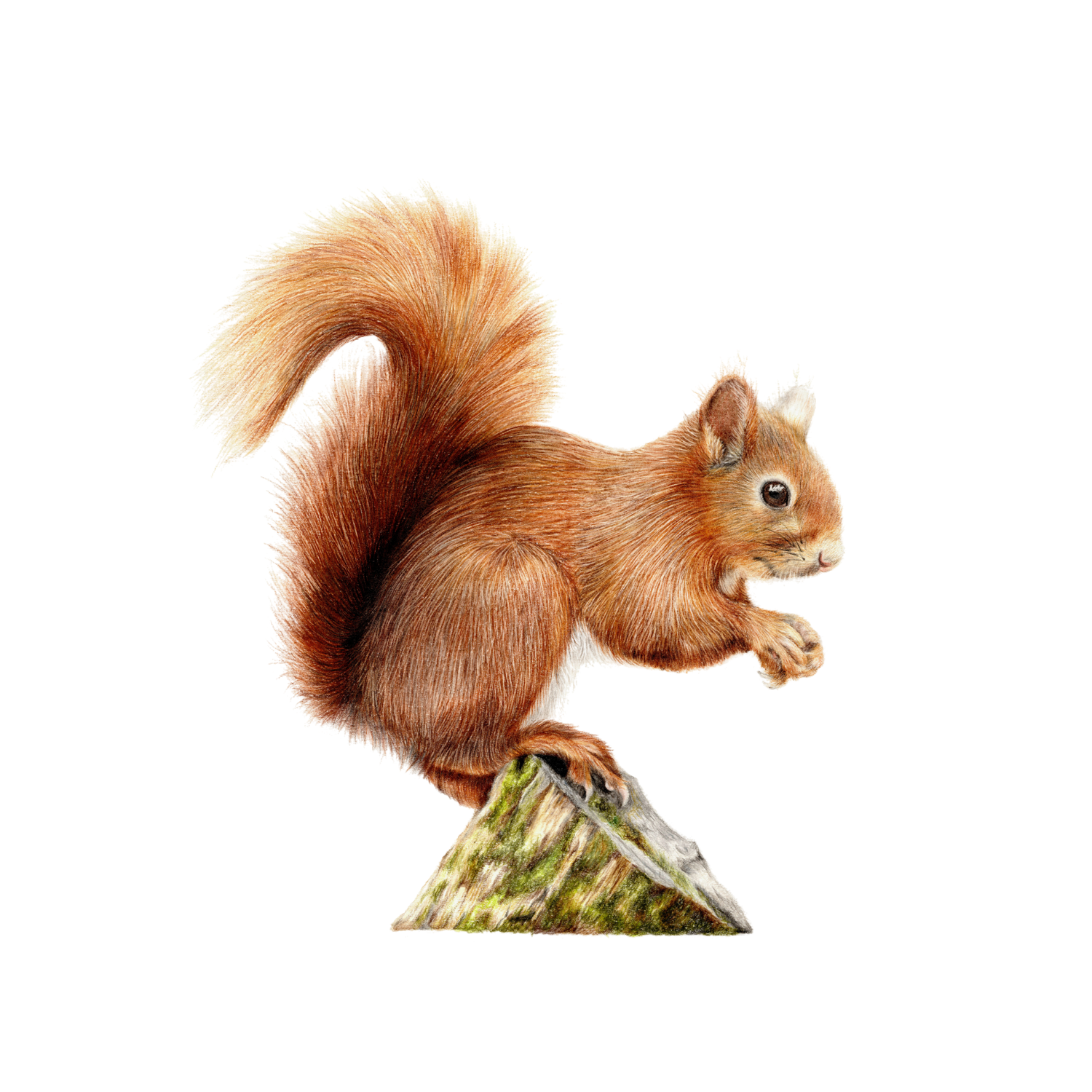 Red Squirrel Fine Art Print on Paper