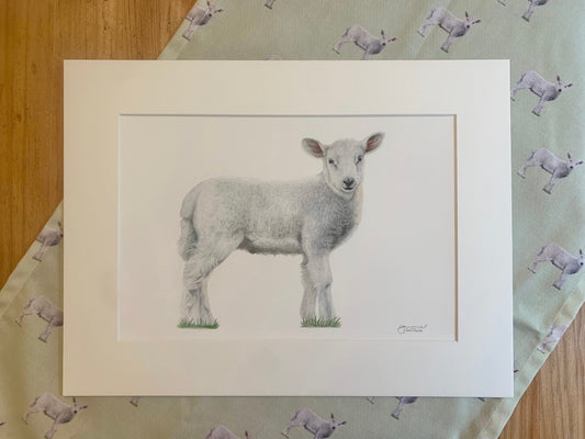 Lamb 'Springtime' Original Colour Pencil Drawing