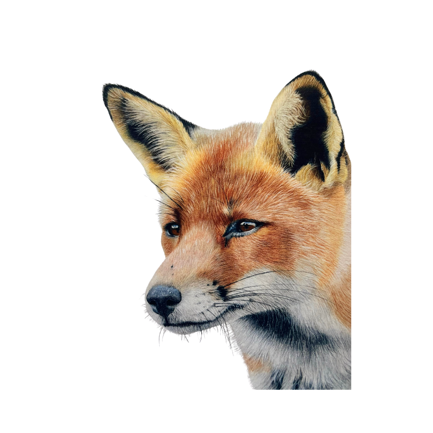 'Nighttime Hunter' Fox Fine Art Print on Paper