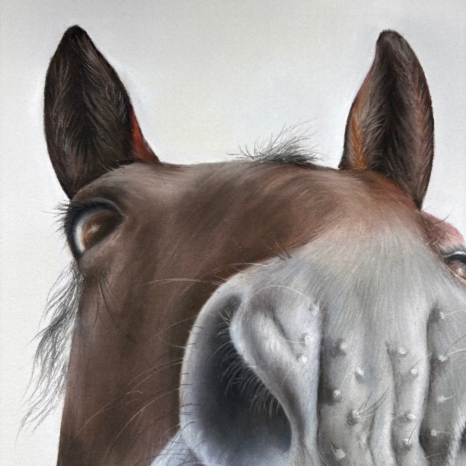 Nosy Pony Print - Sprinter Sacre