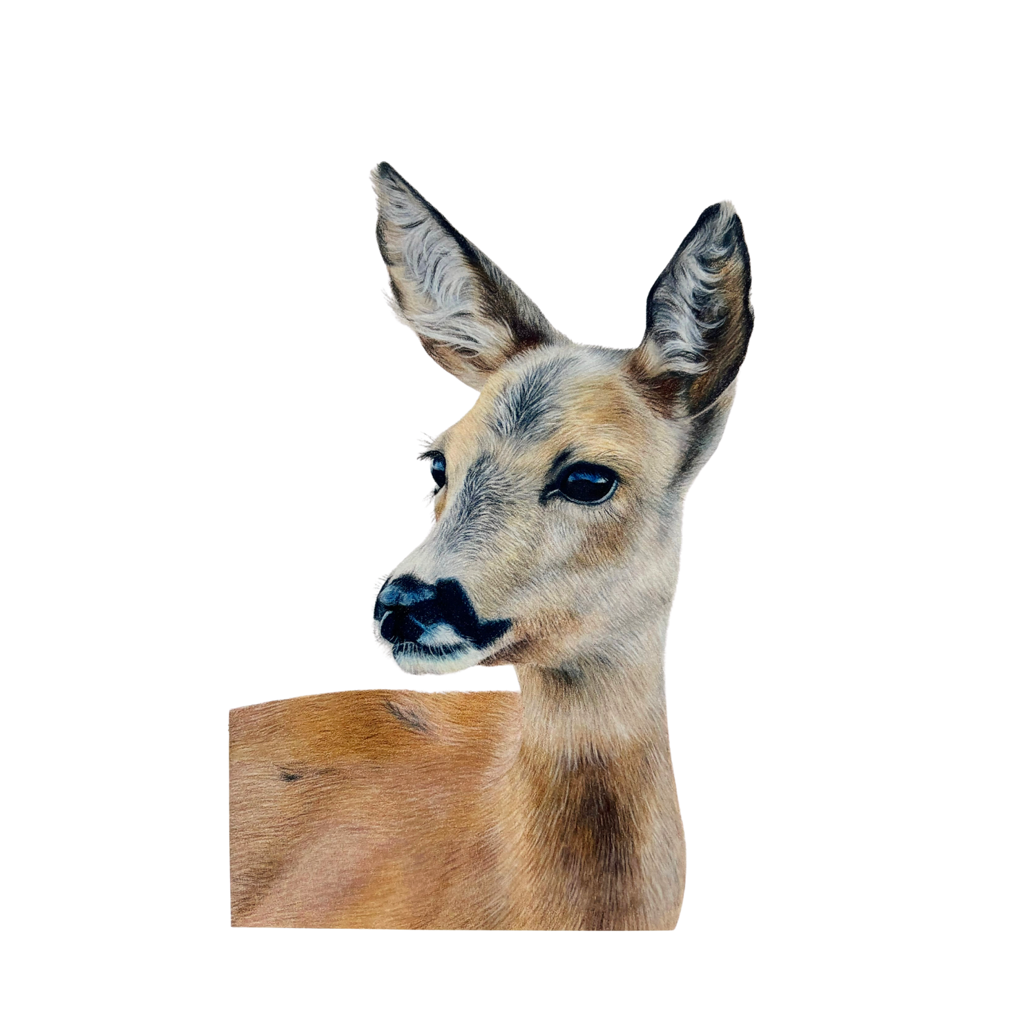 Deer Fine Art Print on Paper