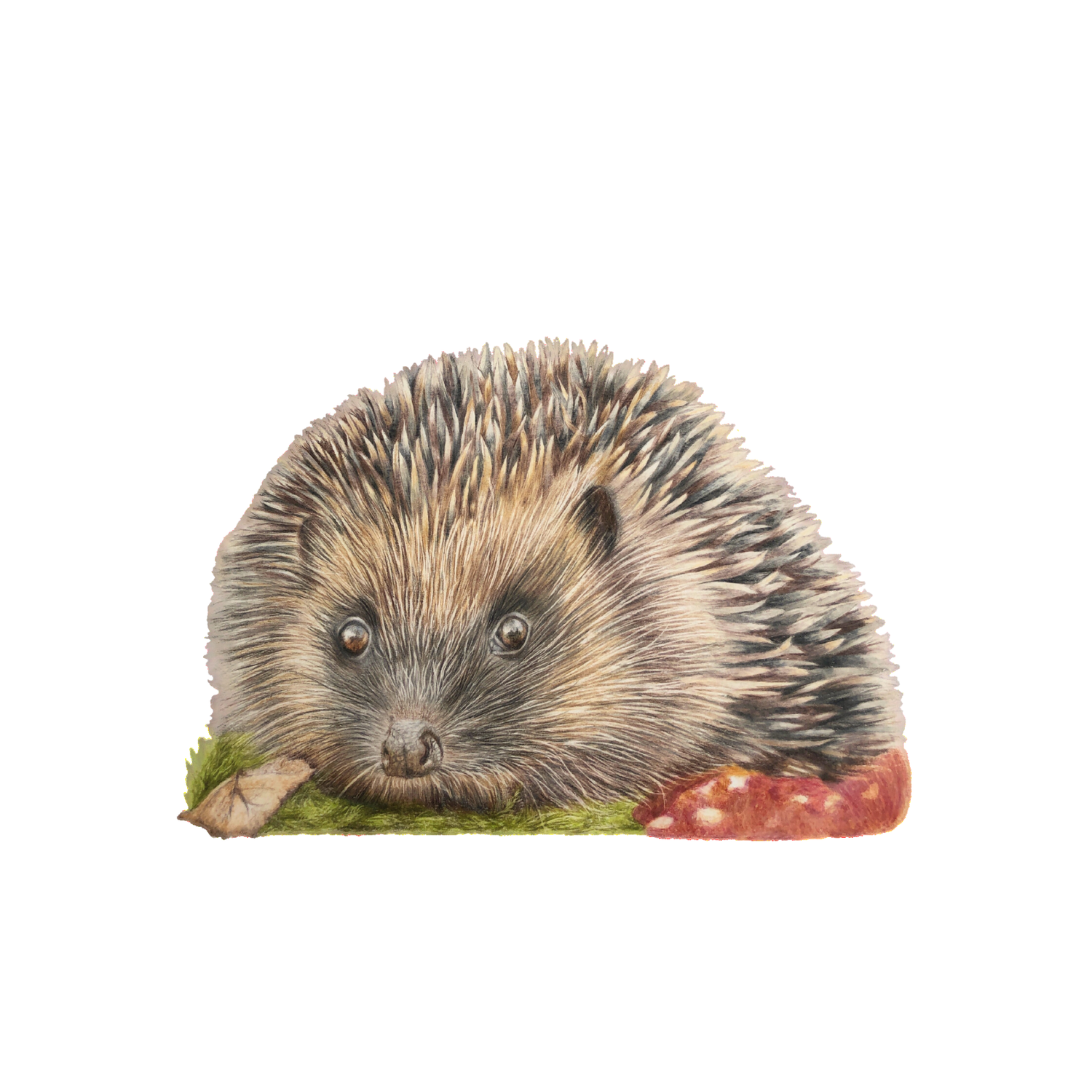 Hedgehog Fine Art Print on Paper