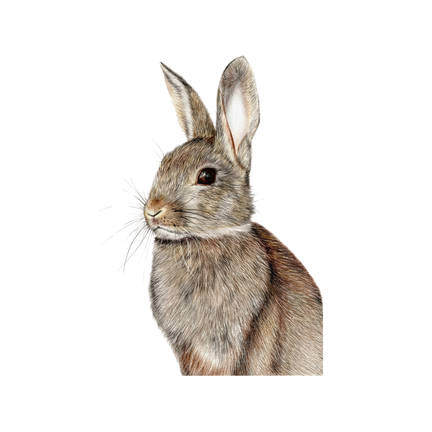 Rabbit Fine Art Print on Paper