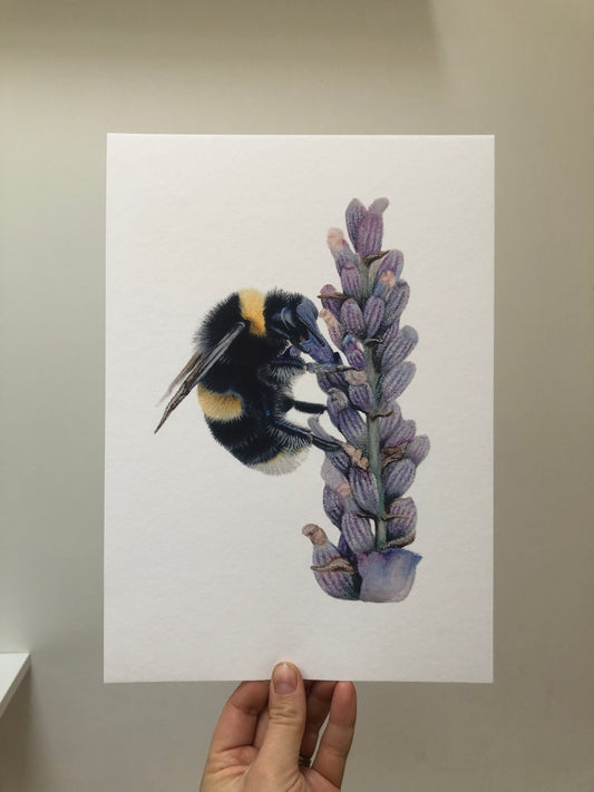 Bee on Lavender 'Pollinating' Fine Art Print