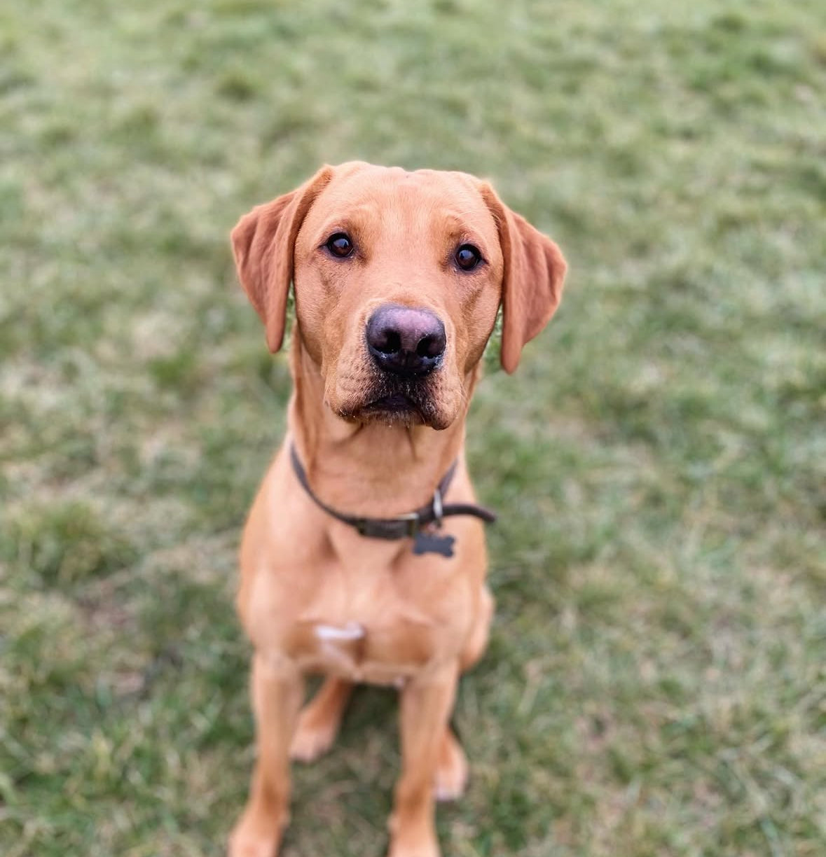 Fox red labrador 