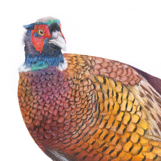 Pheasant Print