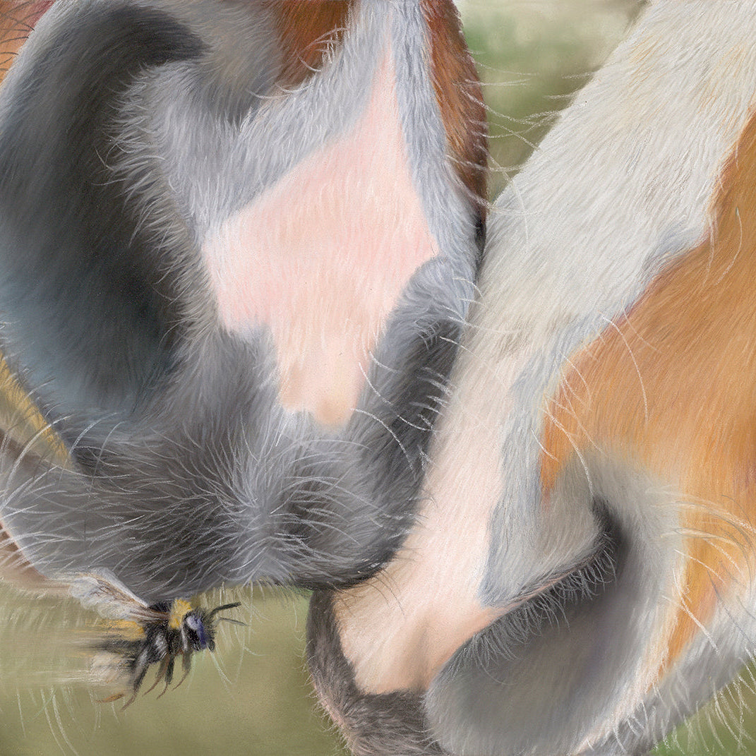 Close-up of a horse's ear with a spider on it, against a blurred natural background.