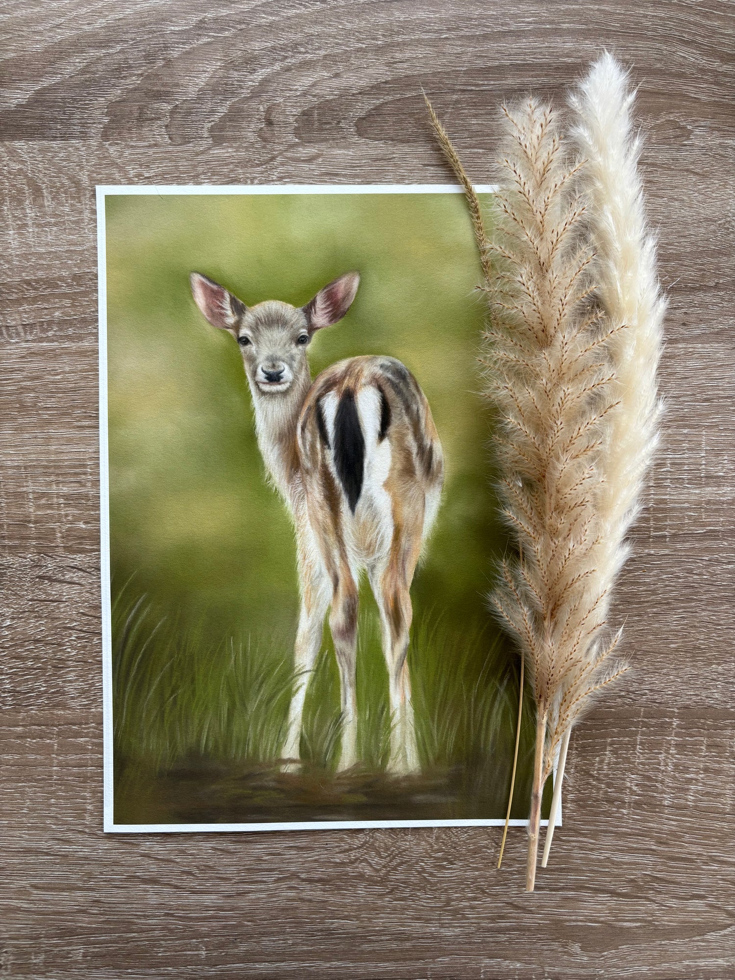 Fallow Fawn Fine Art Print On Paper