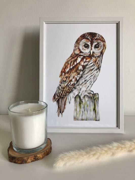 Tawny Owl print - British Wildlife Wall Art Prints