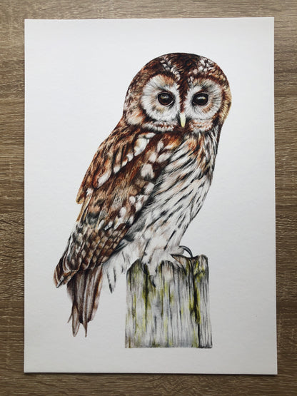 Tawny Owl Print 
