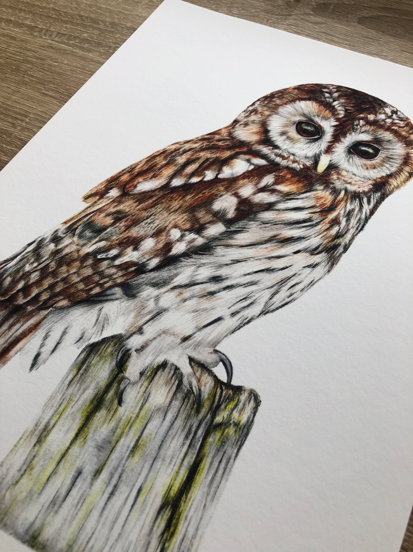 Tawny Owl - Wall Art Prints