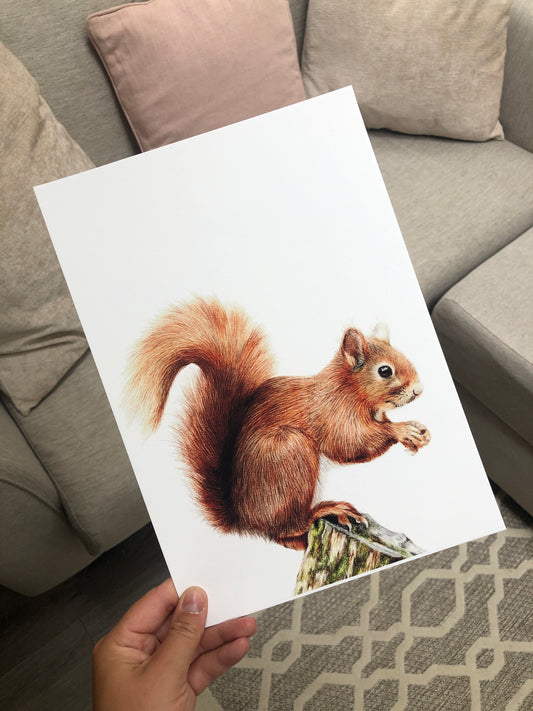 Red Squirrel Print - British Wildlife 
