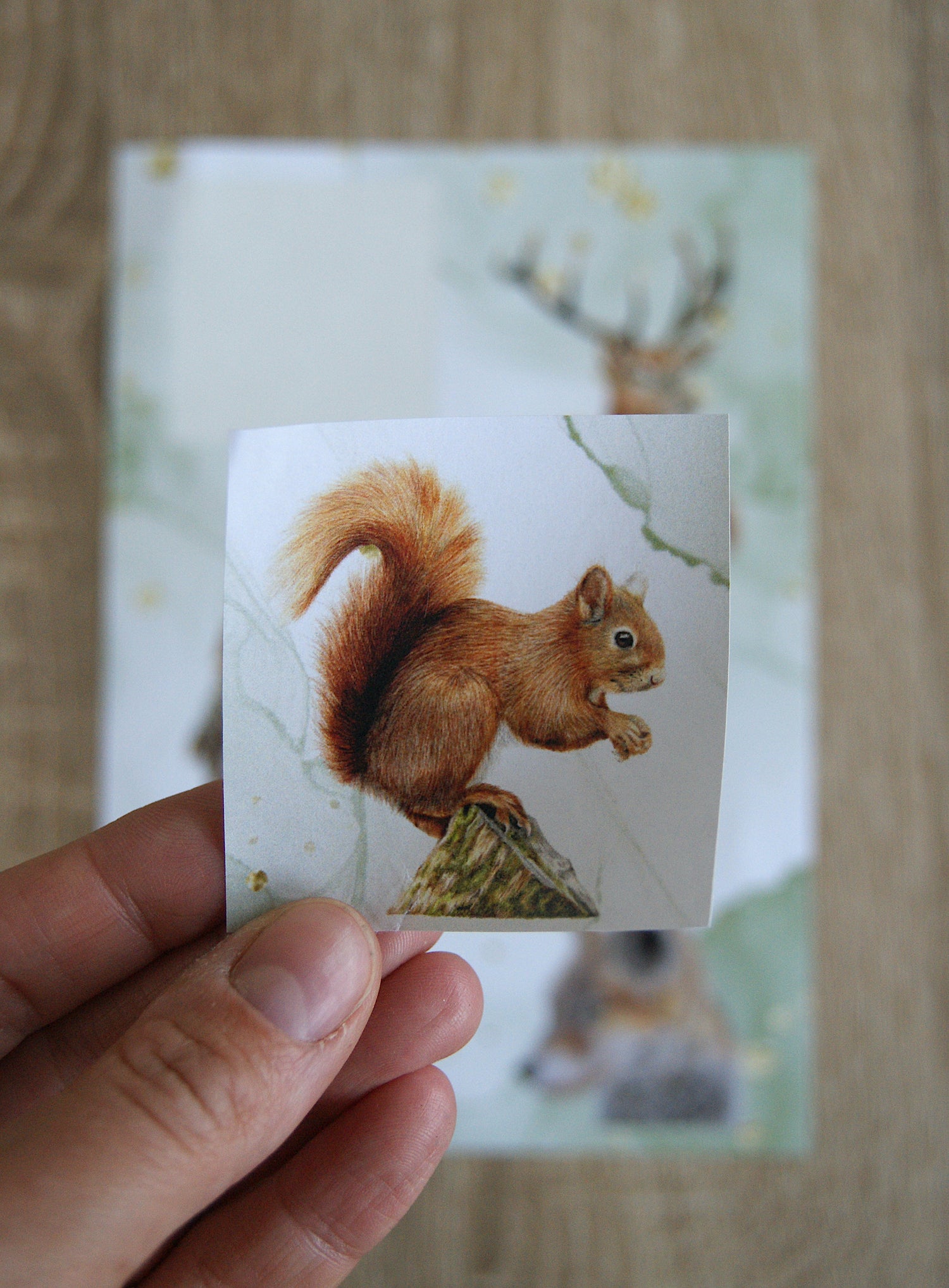 Close-up of removable Woodland Animal Sticker showing a red squirrel illustration, part of a wildlife-themed stationery set by Georgie Turner.
