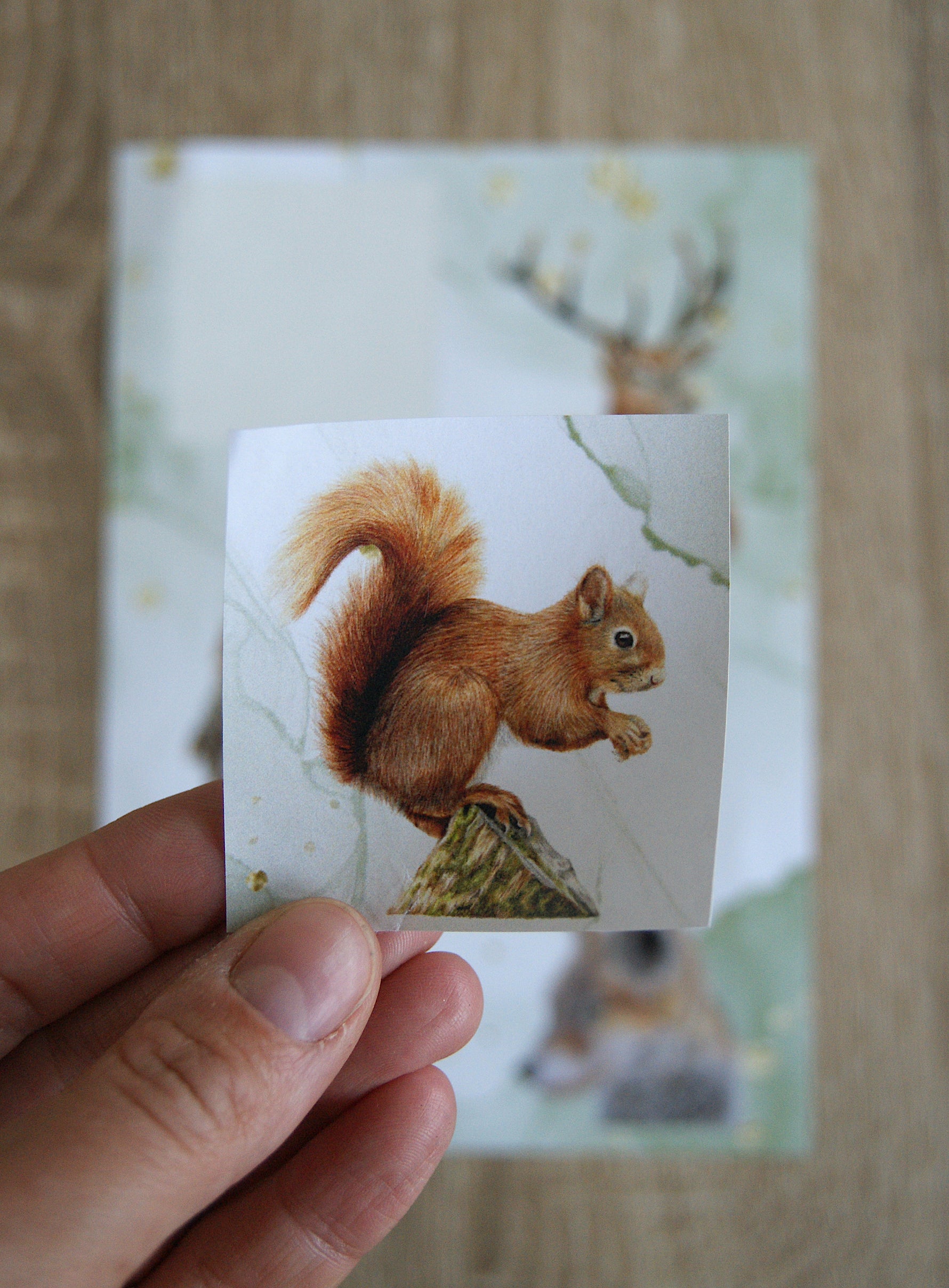 Close-up of removable Woodland Animal Sticker showing a red squirrel illustration, part of a wildlife-themed stationery set by Georgie Turner.