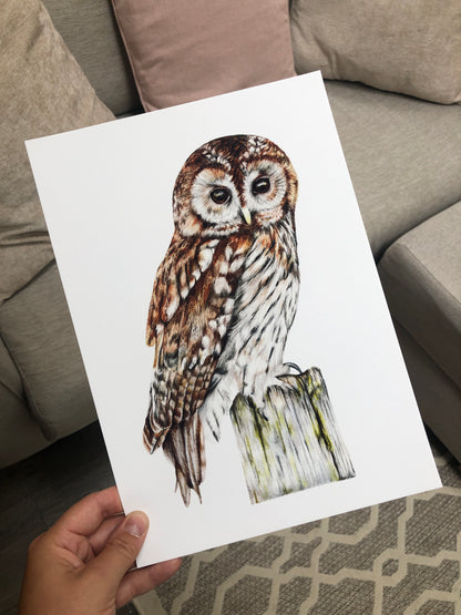 British Wildlife - Wall Art Prints - Owl 