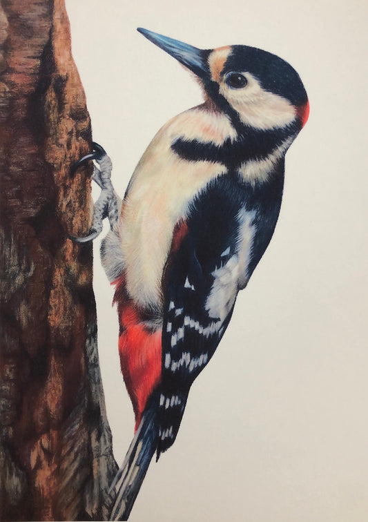 Woodpecker Limited Edition Print