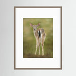Fawn Paper Print