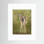 Fawn Paper Print