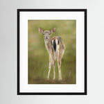Fawn Paper Print