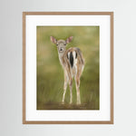 Fawn Paper Print