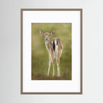 Fawn Paper Print